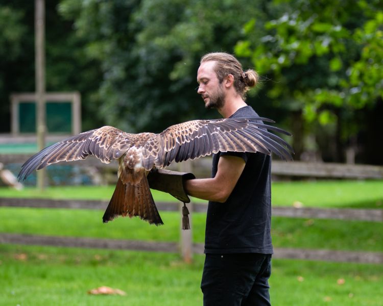 Man handling bird of prey on falconry experience