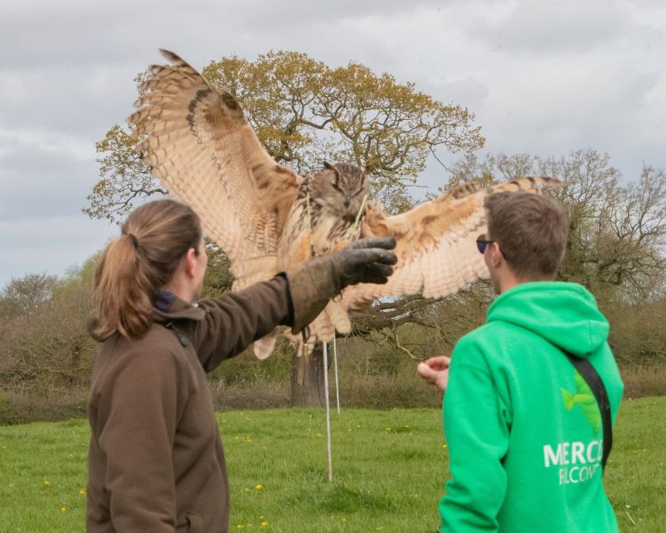 Woman on falconry experience with bird of prey about to land on her gloved hand