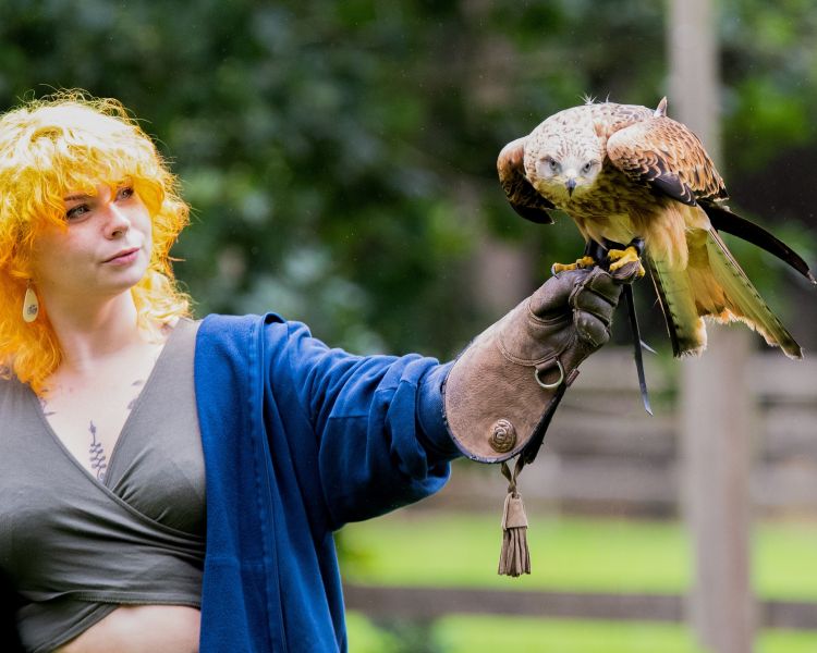 Woman with hawk landing on her gloved hand on a alconry experience