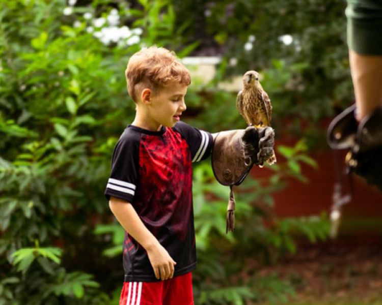 Young boy holding small bird of prey on arm