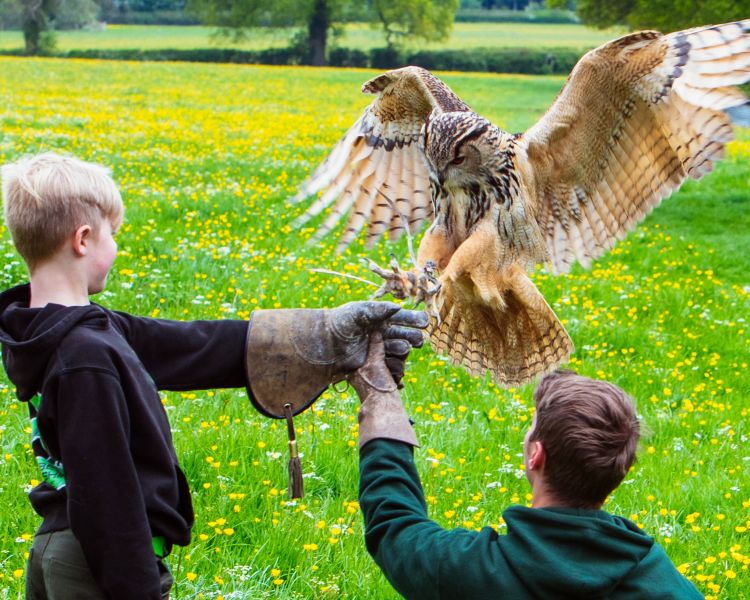 Young boy with gloved hand stretched out for bird of prey to land on