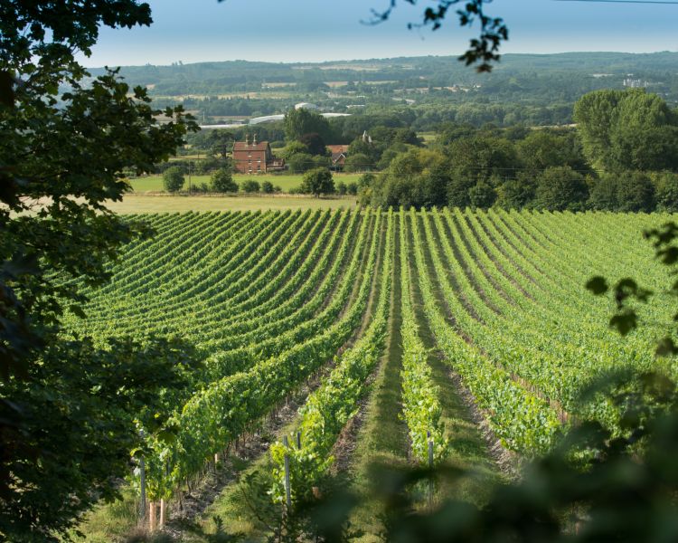 View of vineyard at chapel down vinery