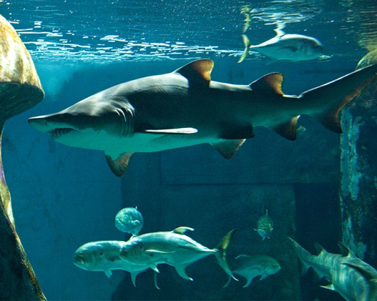 sharks and fish at the sea life london aquarium