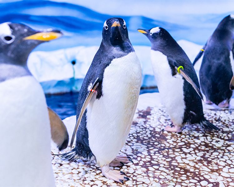 group of penguins at the sea life london aquarium