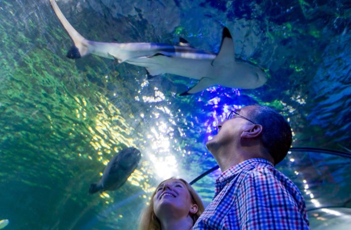 couple looking at sharks at sea life loch lomond