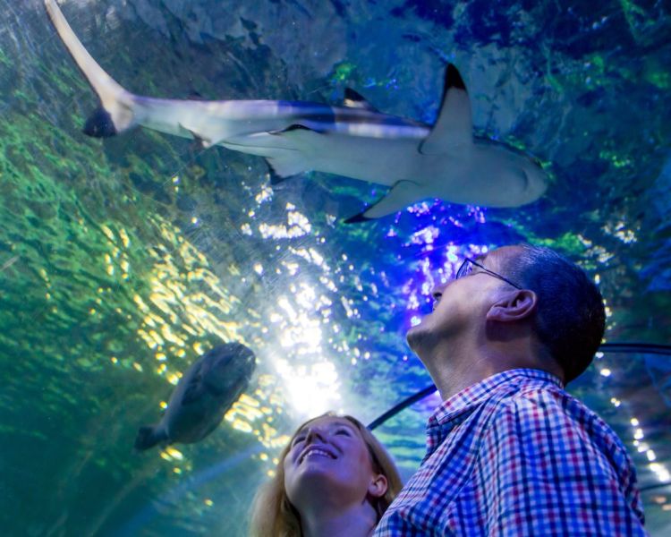 couple looking at sharks at sea life loch lomond