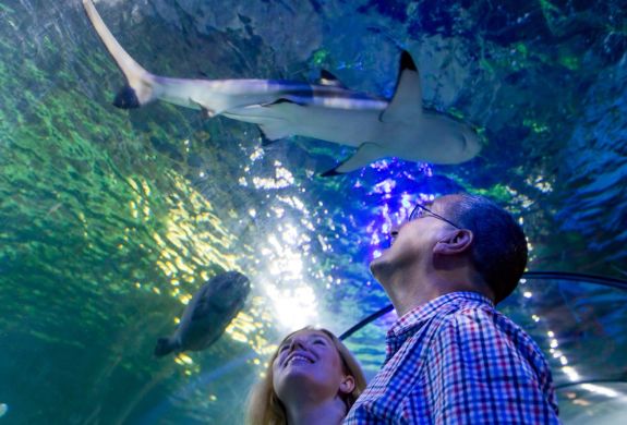 couple looking at sharks at sea life loch lomond