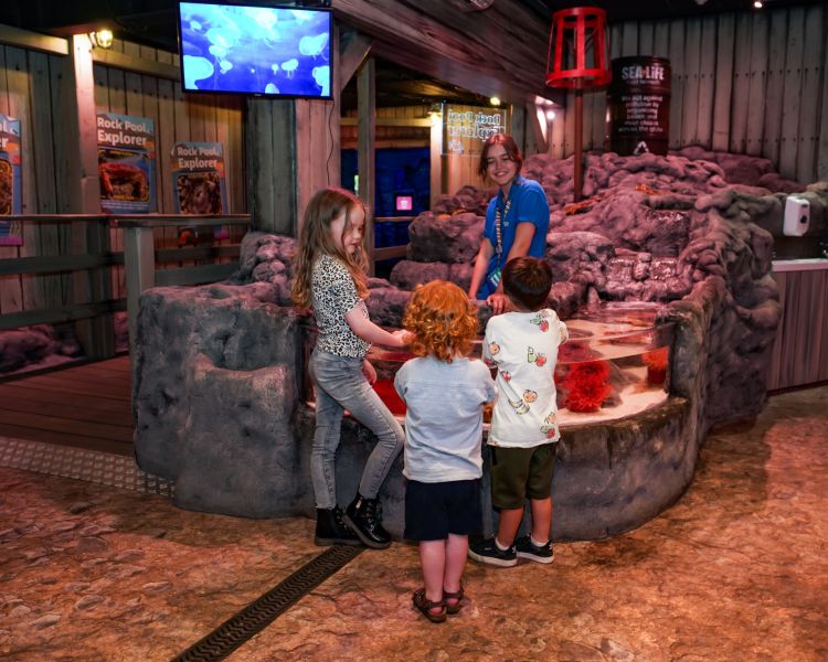 Children at the rock pool exhibit at sealife aquarium