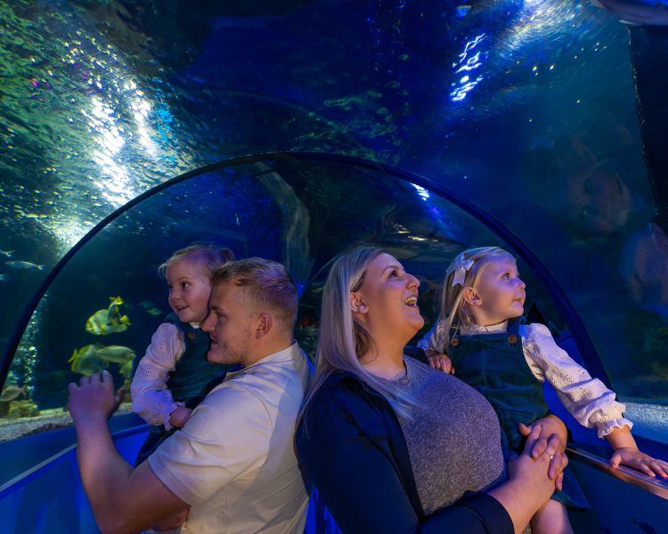 parents holding kids in the ocean tunnel at a sea life aquarium