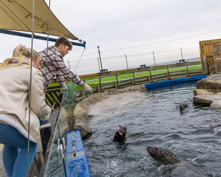 couple feeding seals at a sea life aquarium