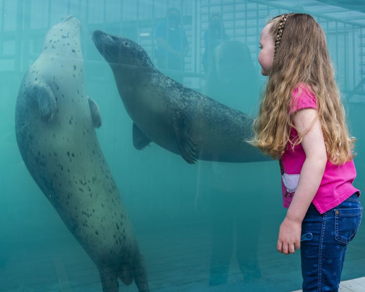 girl watching seals at sea life hunstanton