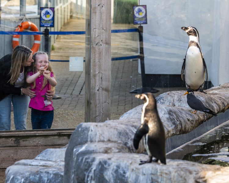 mum and young girl watching penguins at sea life hunstanton