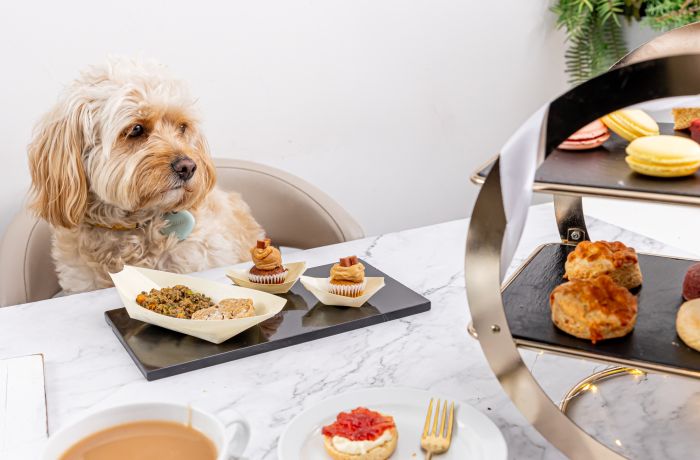 dog at table with its own afternoon tea at jack and beyond