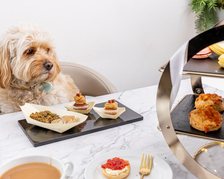 dog at table with its own afternoon tea at jack and beyond