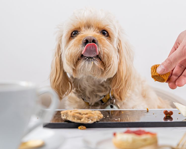 dog eating a dog afternoon tea at jack and beyond