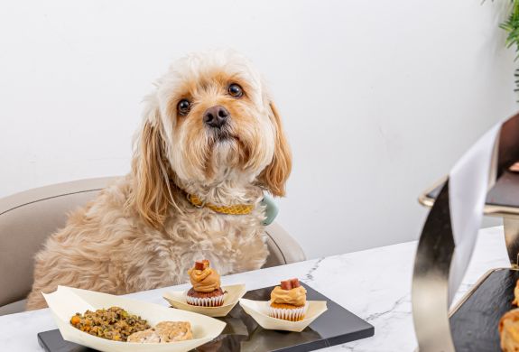 dog at table having a dog afternoon tea at jack and beyond