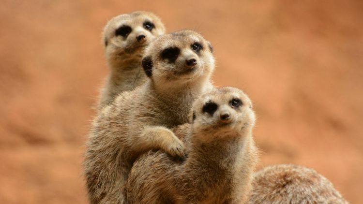 Meerkat