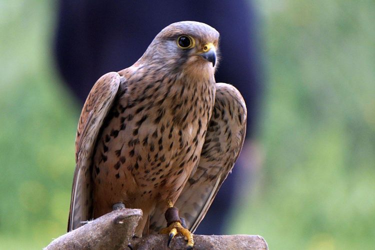 Falconry