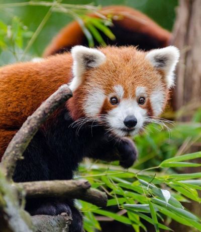 Animals