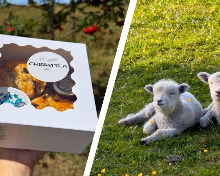 Split photo showing a cream tea box and two lambs lying in field on farm at ivy cottage