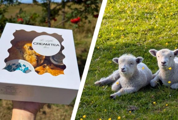 Split photo showing a cream tea box and two lambs lying in field on farm at ivy cottage