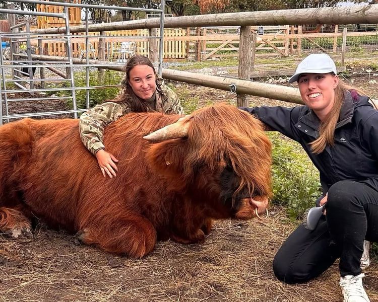 Two ladies with a highland cow in its enclosure on a shropshire farm
