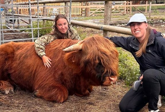 Two ladies with a highland cow in its enclosure on a shropshire farm