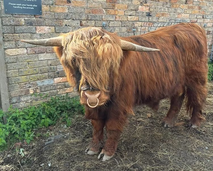 Young highland cow on a shropshire farm