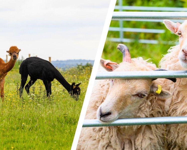 Split photo showing alpacas and sheep on a shropshire farm