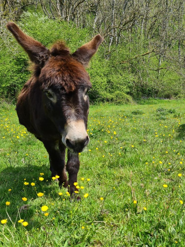 two donkeys in field for a donkey walk experience in wales