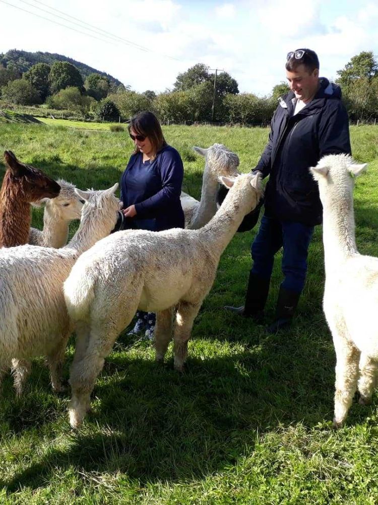 man and woman feeding alpacas in field on wales