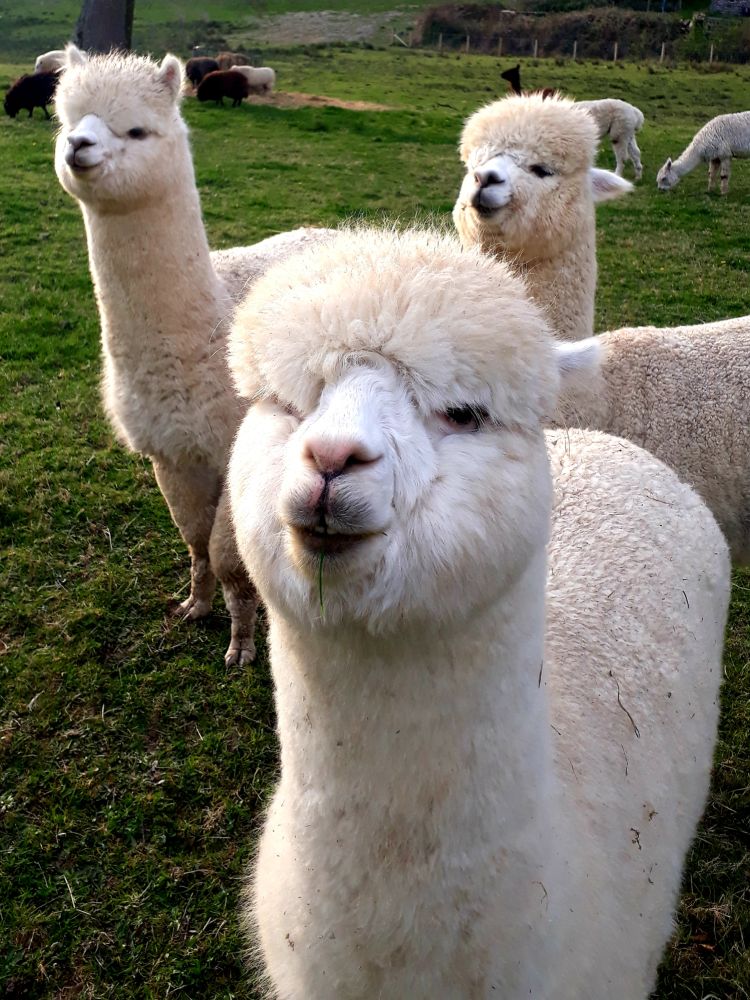 group of alpacas on welsh farm