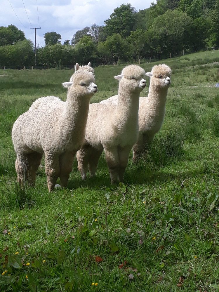group of alpacas in field on welsh farm