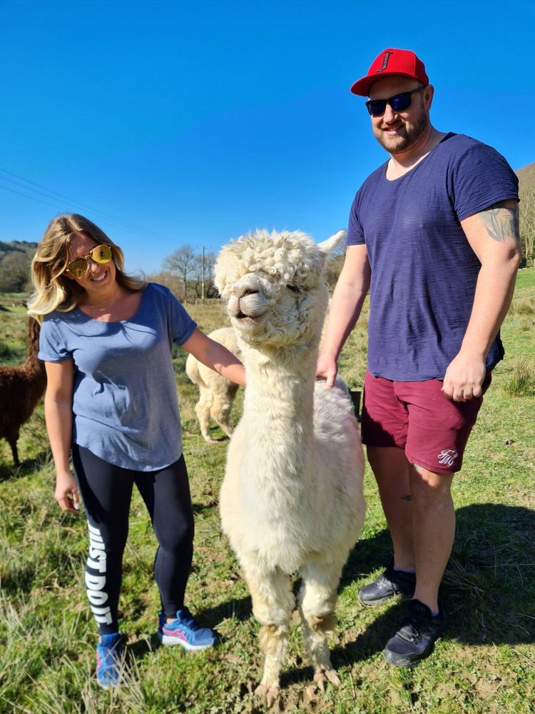 couple with alpacas on welsh farm