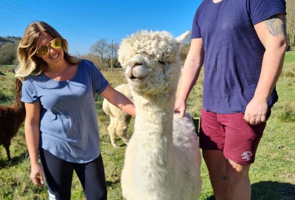 couple with alpacas on welsh farm