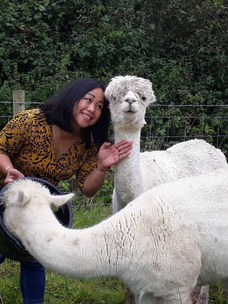 woman feeding alpacas on welsh farm