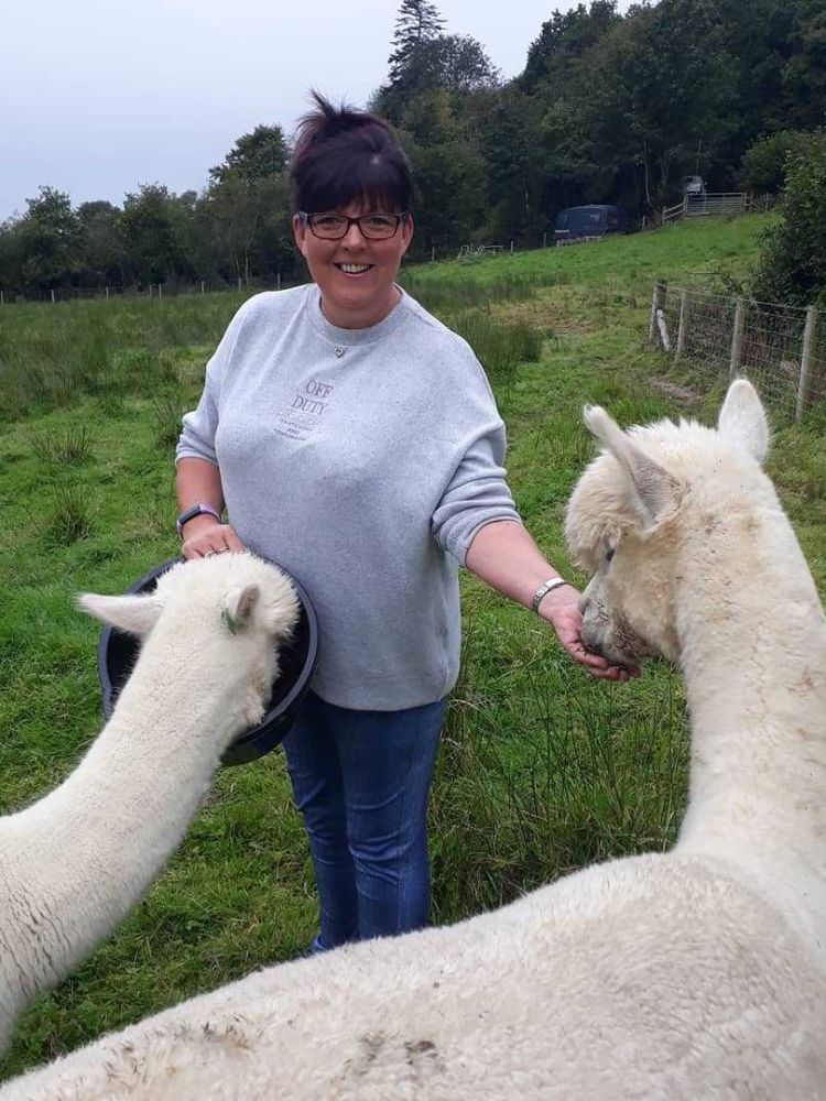 woman feeding alpacas on welsh farm