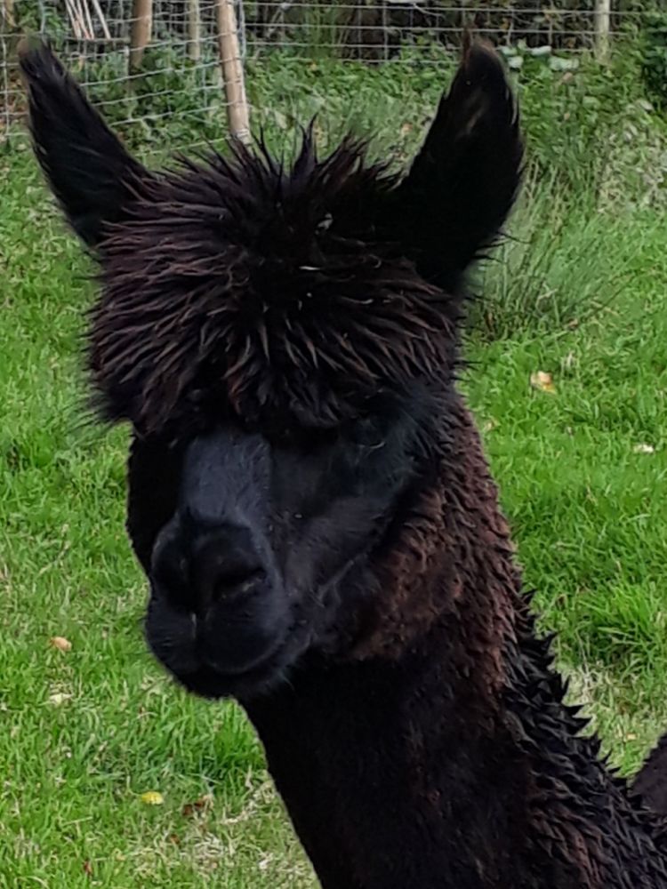 dark brown alpaca in field in wales
