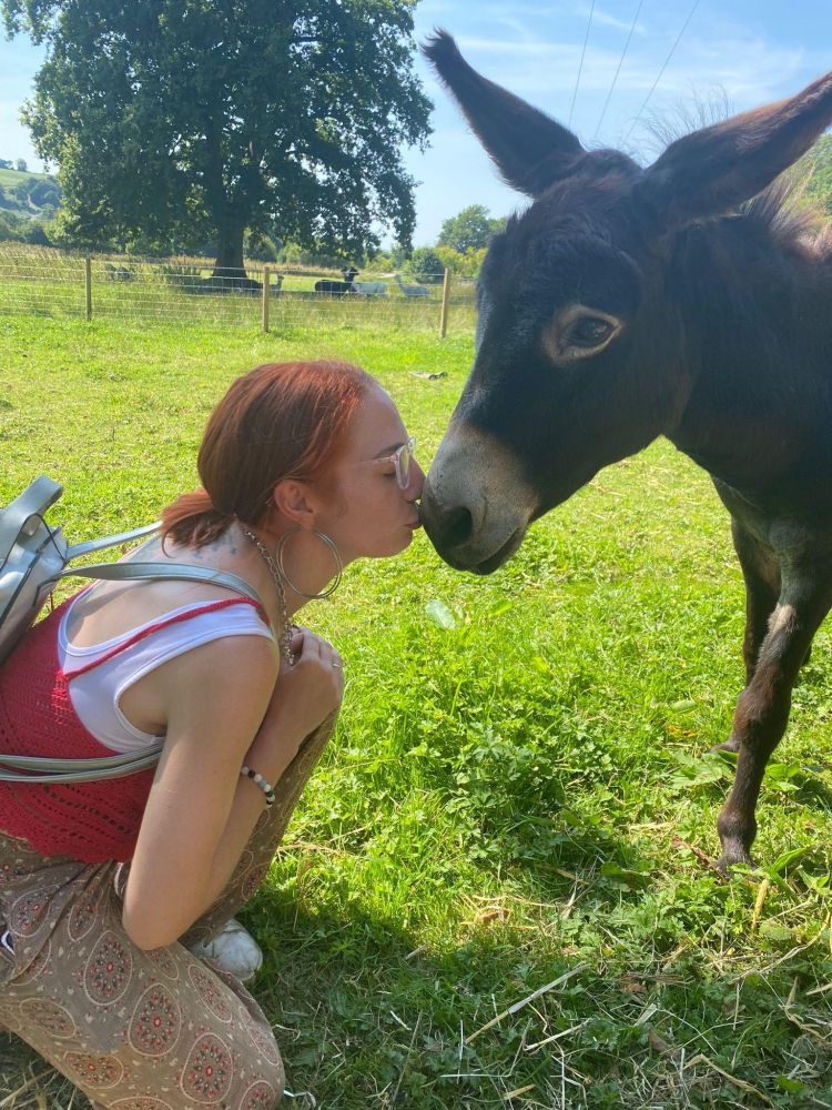 woman kissing a donkey on the nose in a field in wales