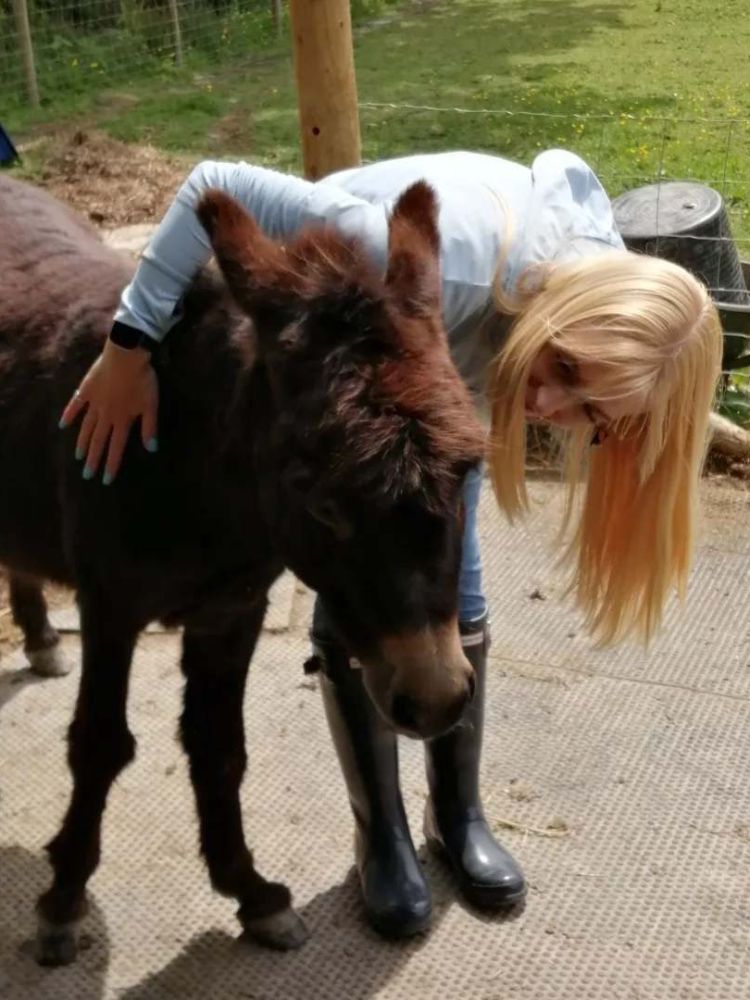 woman cuddling a donkey on a farm in wales