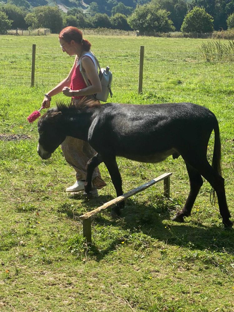 woman walking a donkey around a field in wales