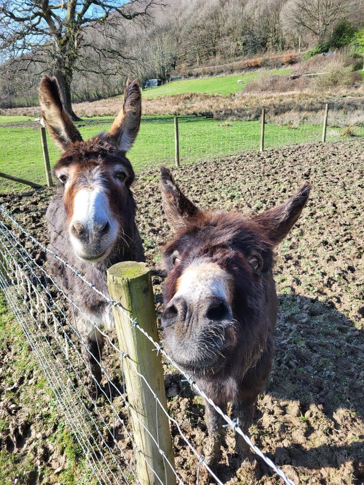 two donkeys looking over a fence in a field in wales
