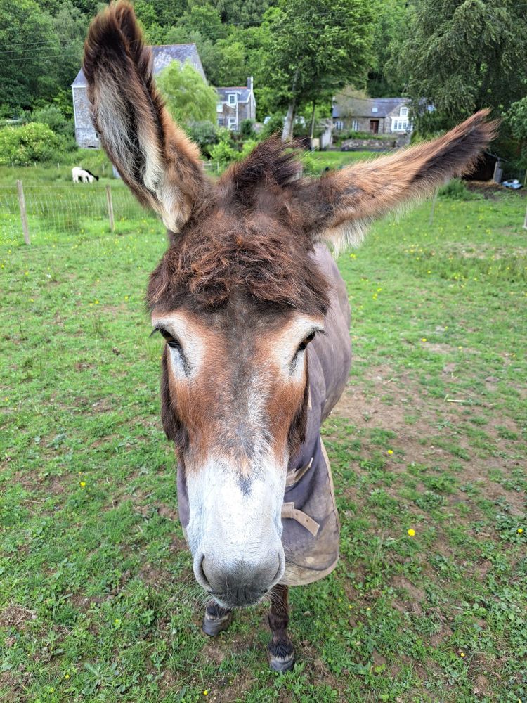 a donkey in a field in wlaes