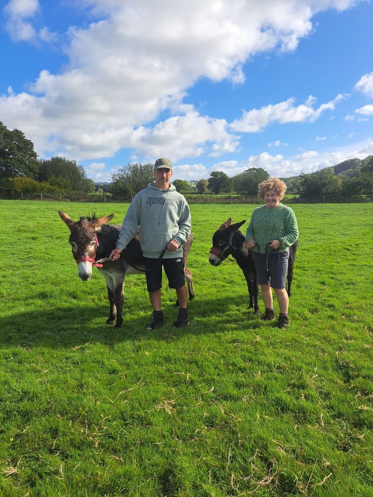 a couple with donkeys in a field in wales ready for a donkey walk