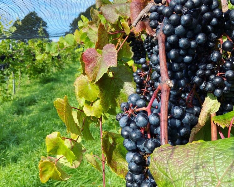 wine and cheese tour in somerset
