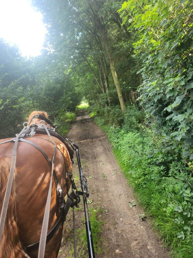 brown horse pulling a carriage along a woodland path on a horse carriage ride experience