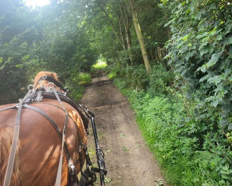 brown horse pulling a carriage along a woodland path on a horse carriage ride experience
