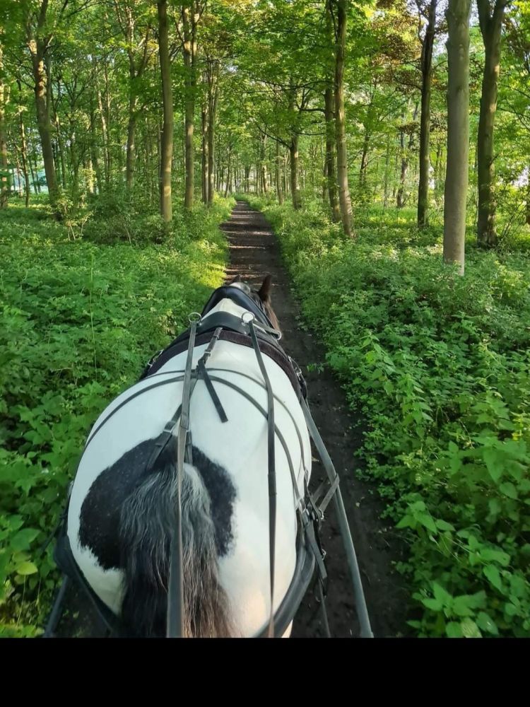 a black and white horse pulling a carriage through woodland