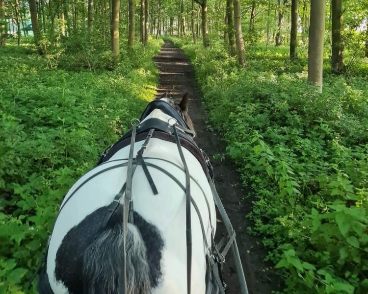 a black and white horse pulling a carriage through woodland