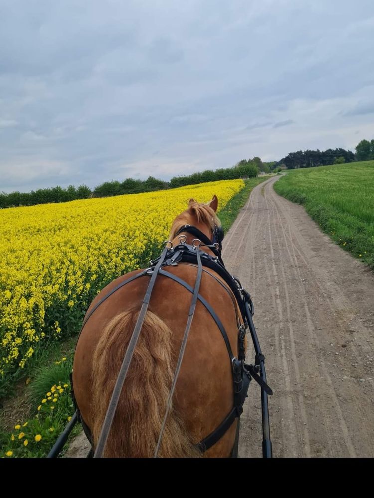 a brown horse pulling a carriage along a path through fields of flowering rapeseed